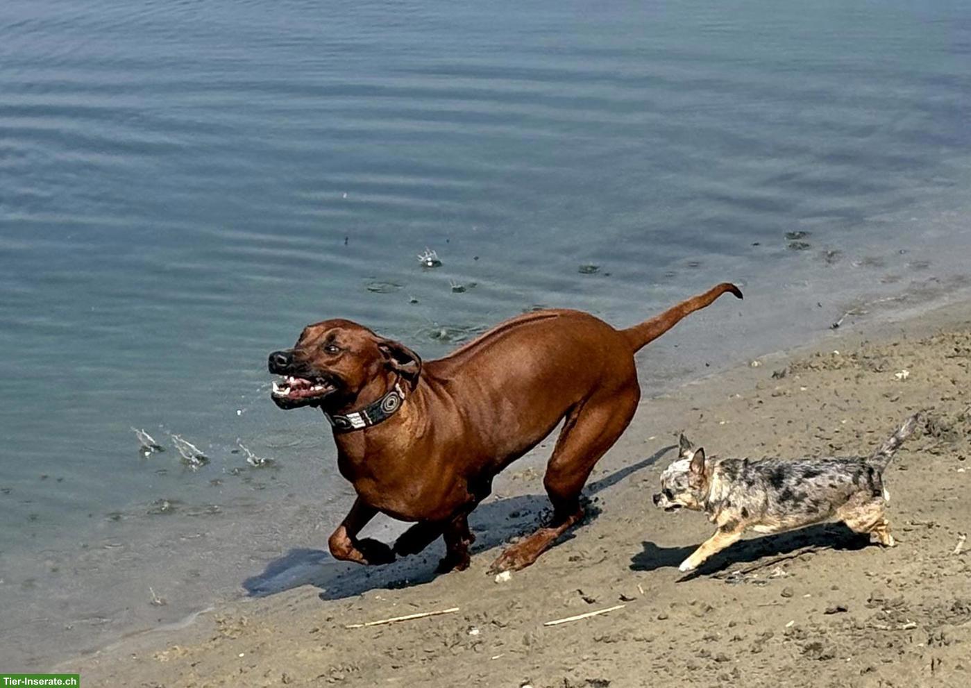 Bild 2: Rhodesian Ridgeback Hündin an Top-Platz