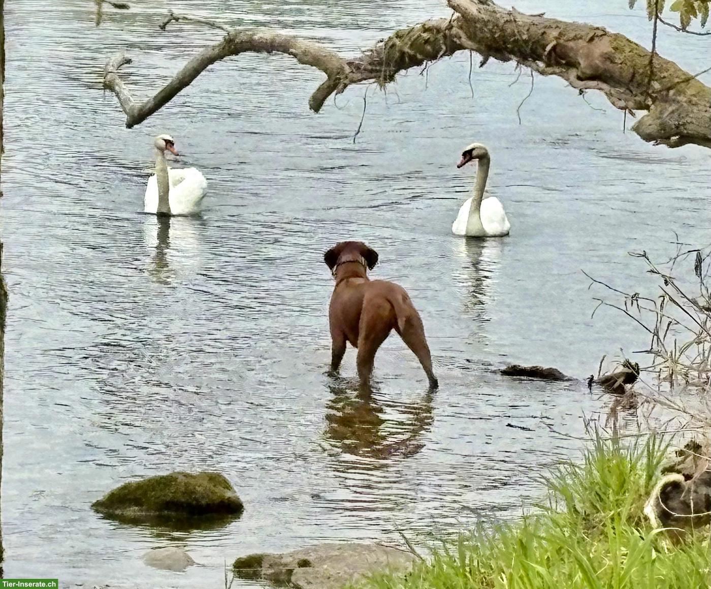 Bild 4: Rhodesian Ridgeback Hündin an Top-Platz