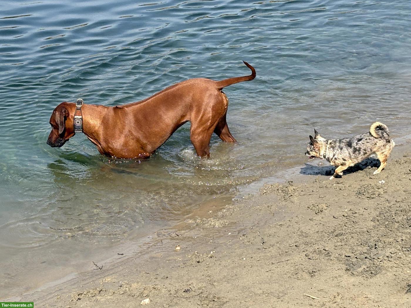 Bild 5: Rhodesian Ridgeback Hündin an Top-Platz