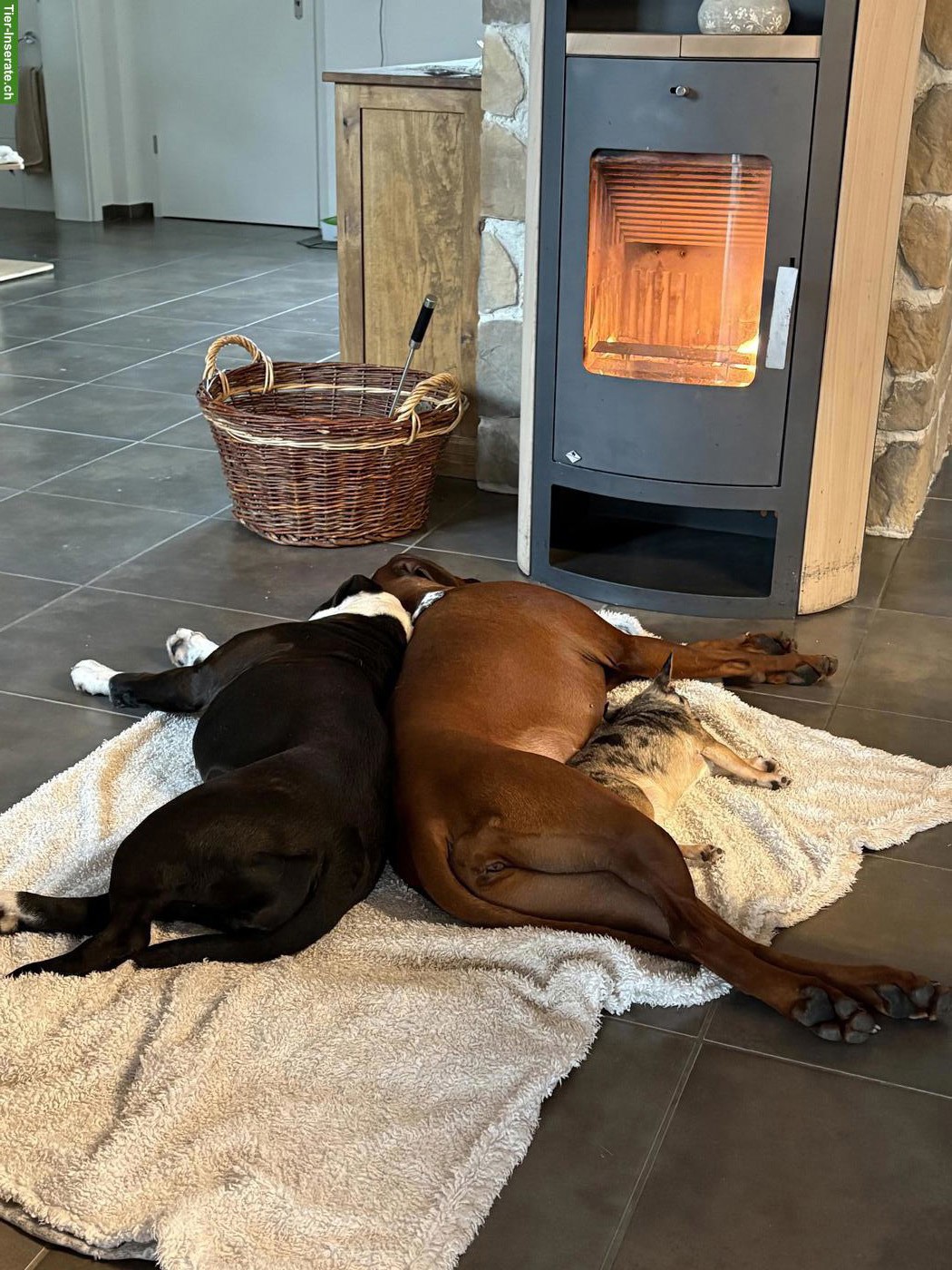 Bild 6: Rhodesian Ridgeback Hündin an Top-Platz