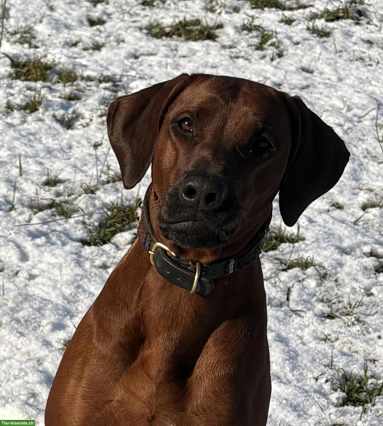 Bild 7: Rhodesian Ridgeback Hündin an Top-Platz