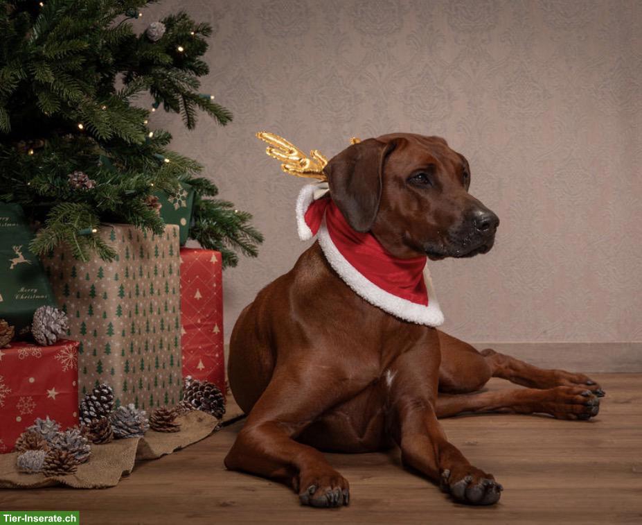 Bild 8: Rhodesian Ridgeback Hündin an Top-Platz