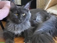Maine Coon Katze Blue Smoke mit Stammbaum