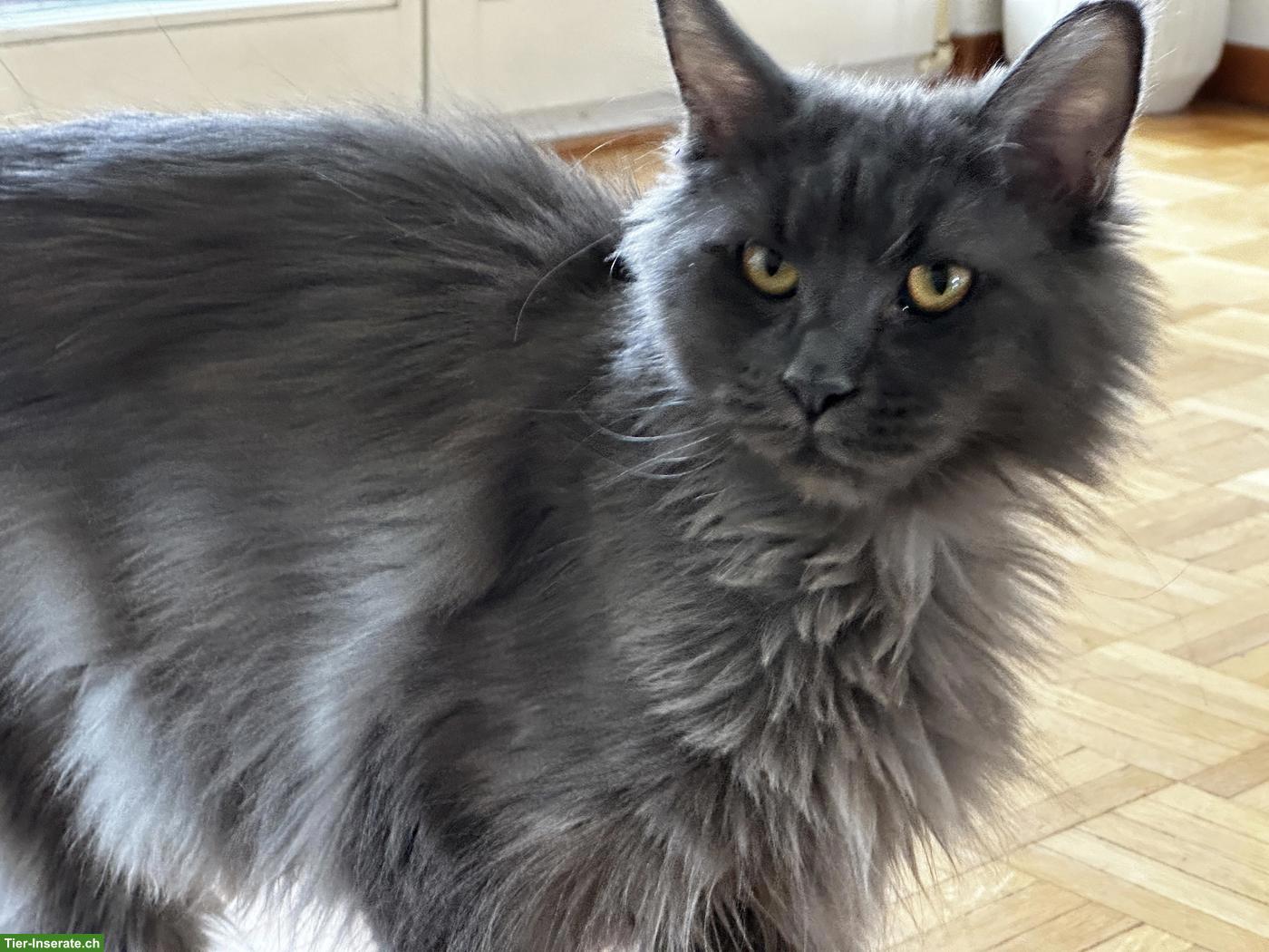 Bild 2: Maine Coon Katze Blue Smoke mit Stammbaum