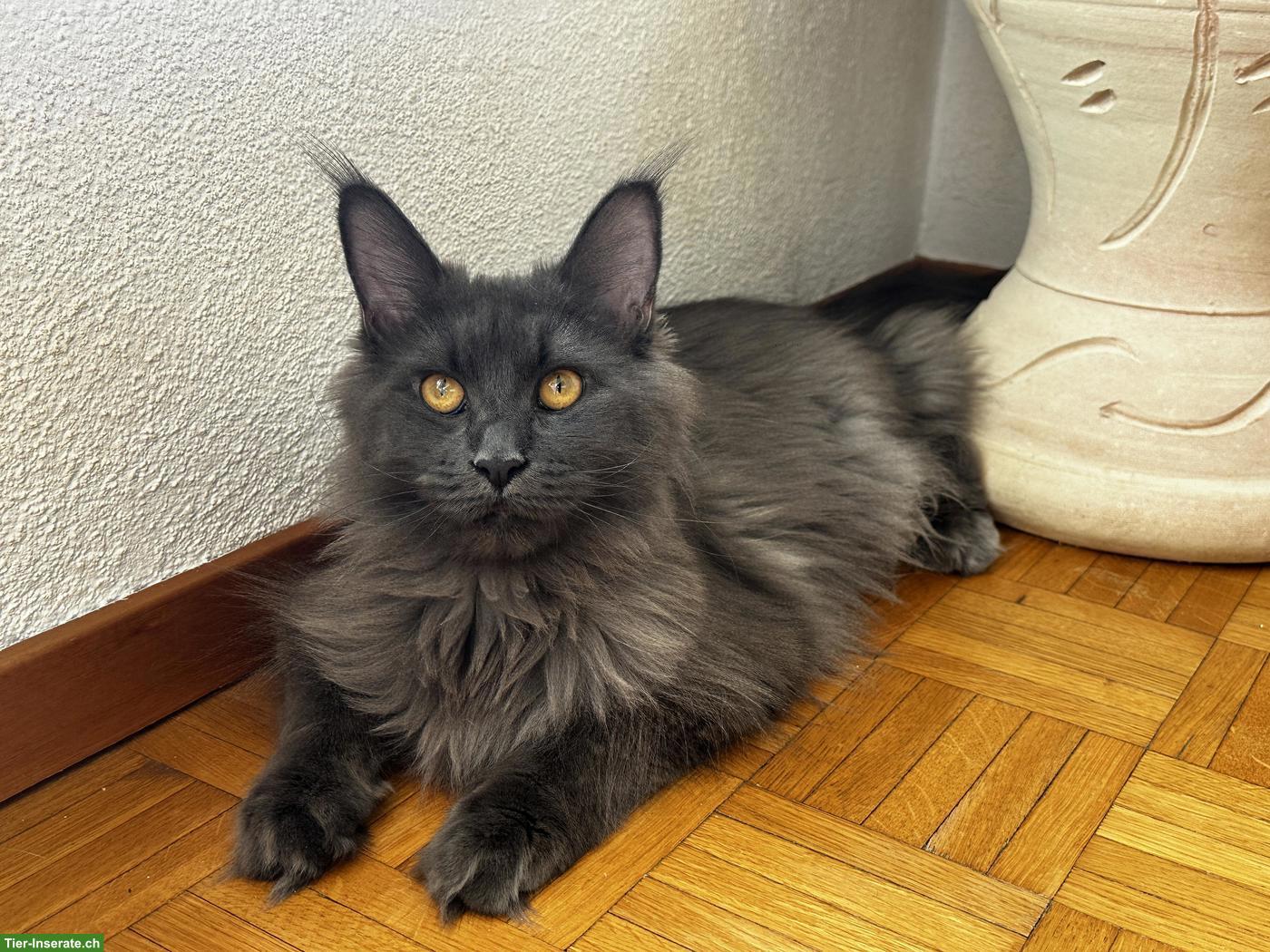 Bild 3: Maine Coon Katze Blue Smoke mit Stammbaum