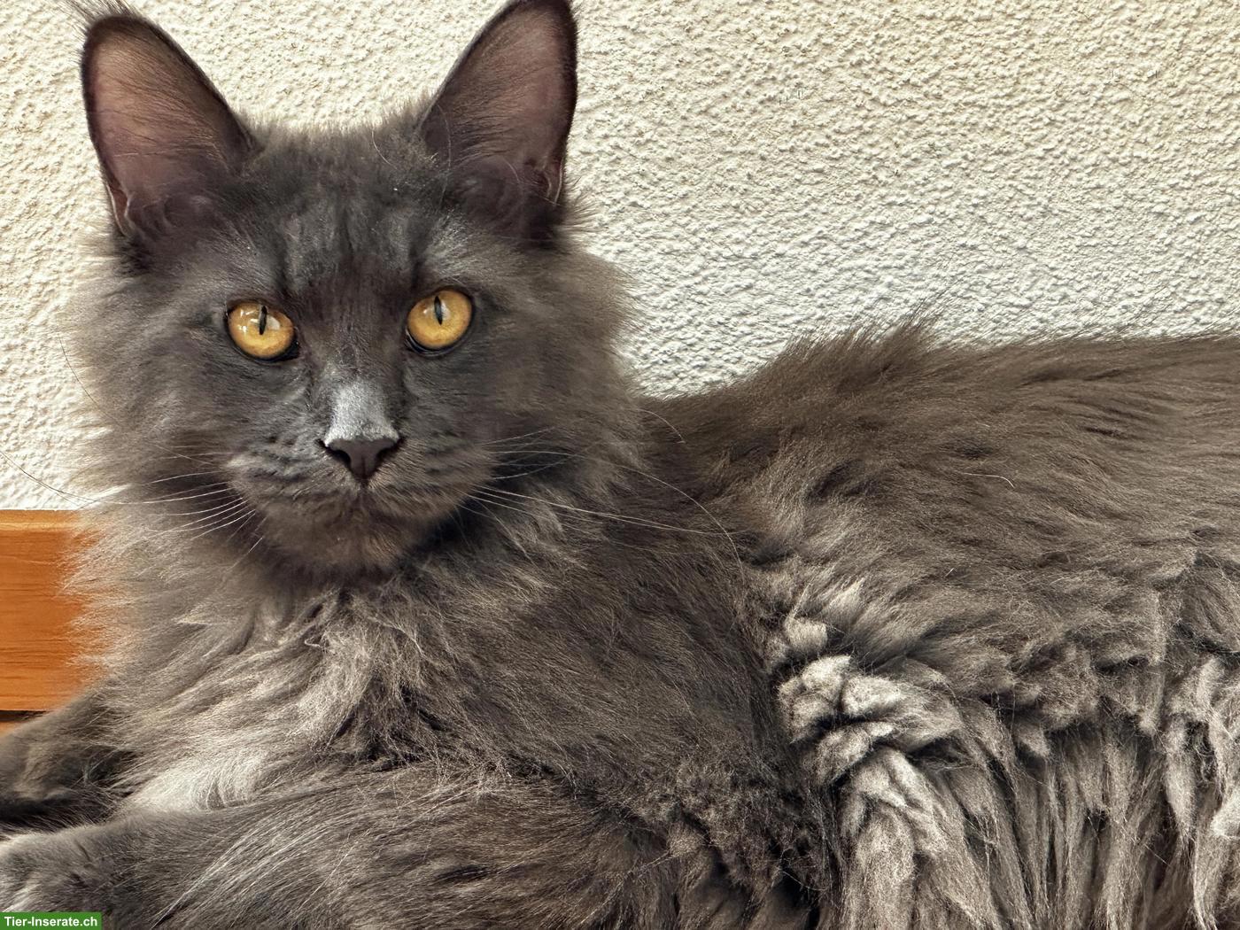 Bild 4: Maine Coon Katze Blue Smoke mit Stammbaum