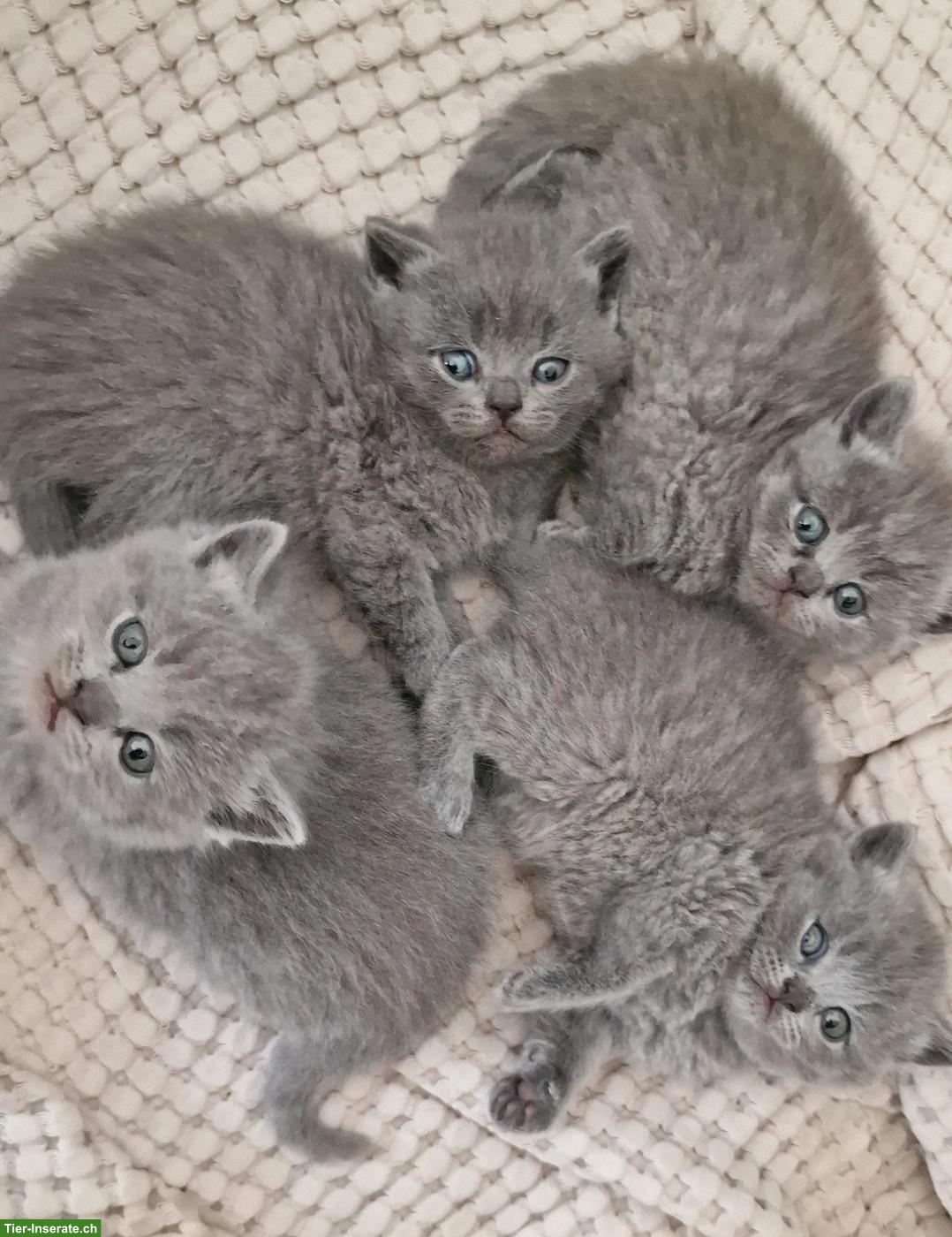 Junge Britisch Kurzhaar Kitten, Männchen + Weibchen