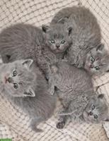 Junge Britisch Kurzhaar Kitten, Männchen + Weibchen