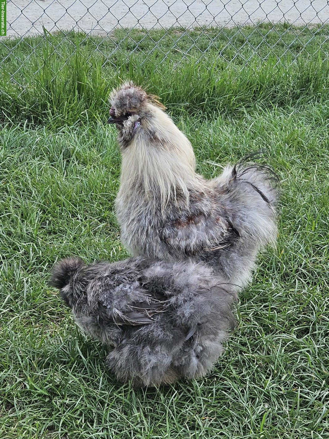 Seidenhuhn-Hahn (grosse Rasse) gratis abzugeben