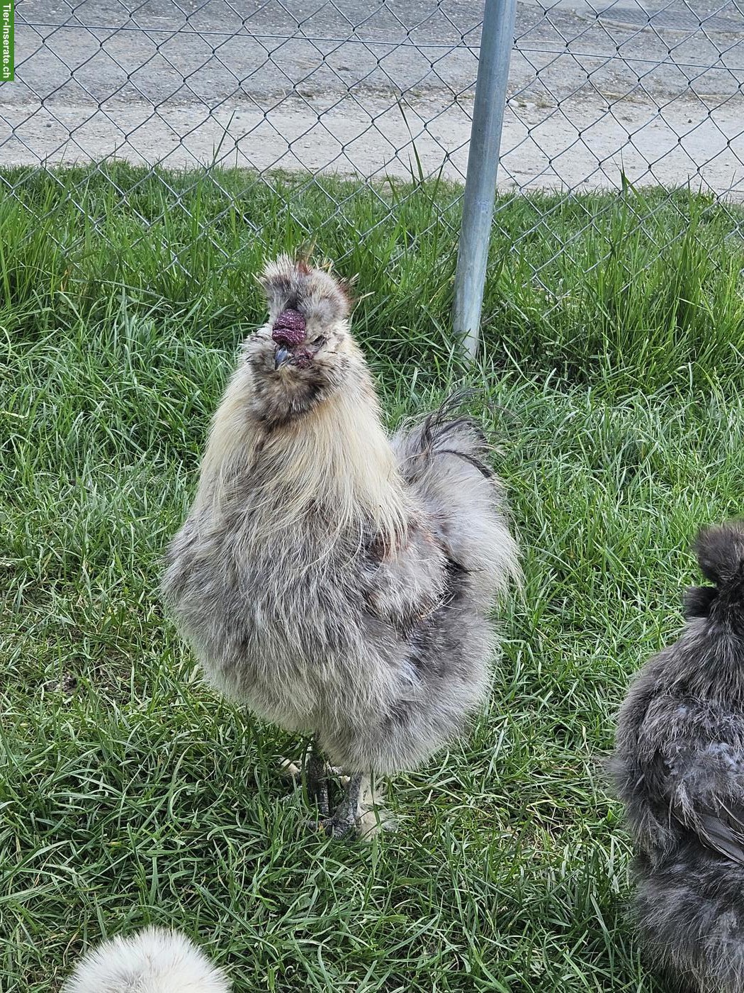 Bild 2: Seidenhuhn-Hahn (grosse Rasse) gratis abzugeben