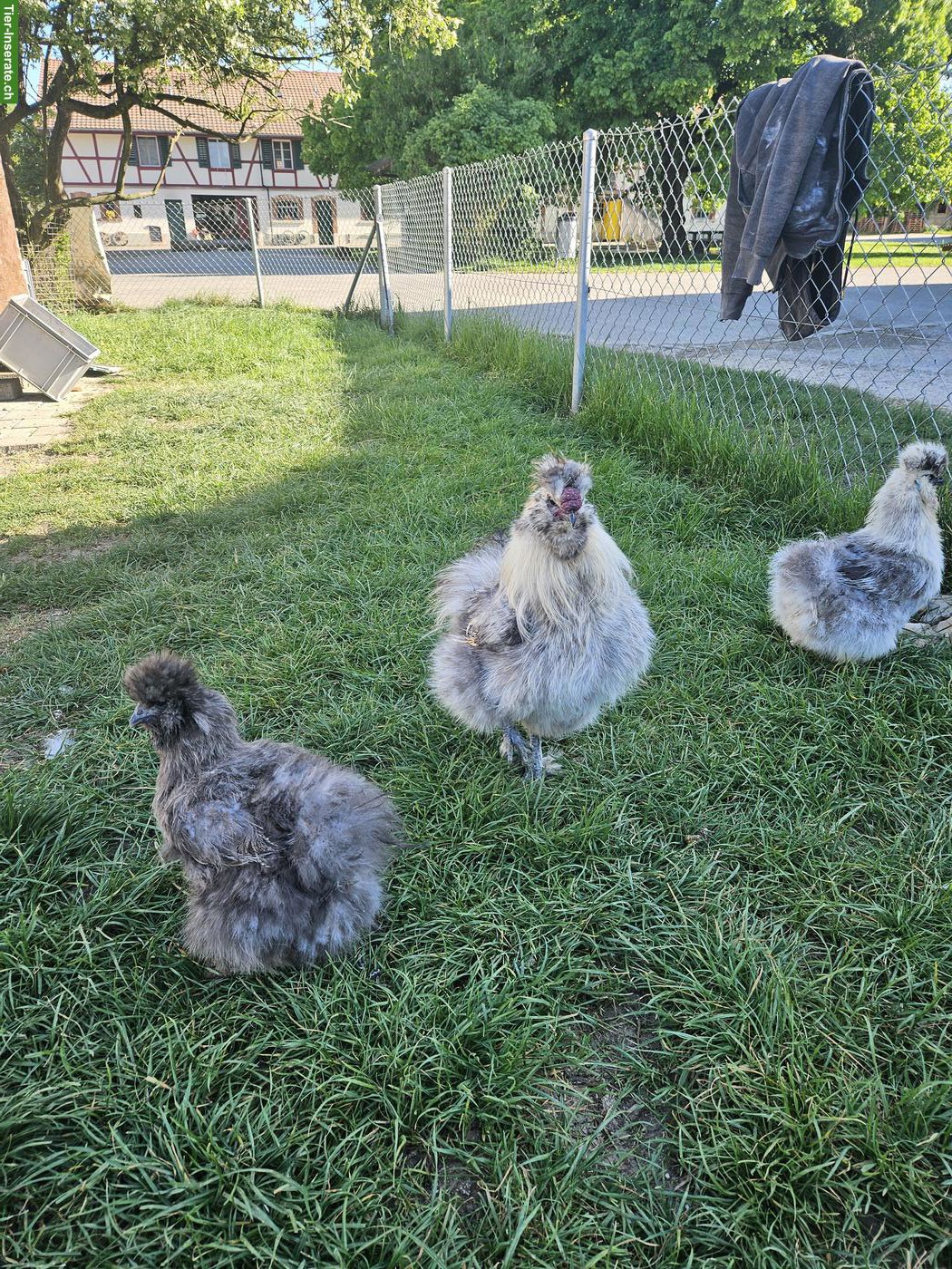 Bild 4: Seidenhuhn-Hahn (grosse Rasse) gratis abzugeben