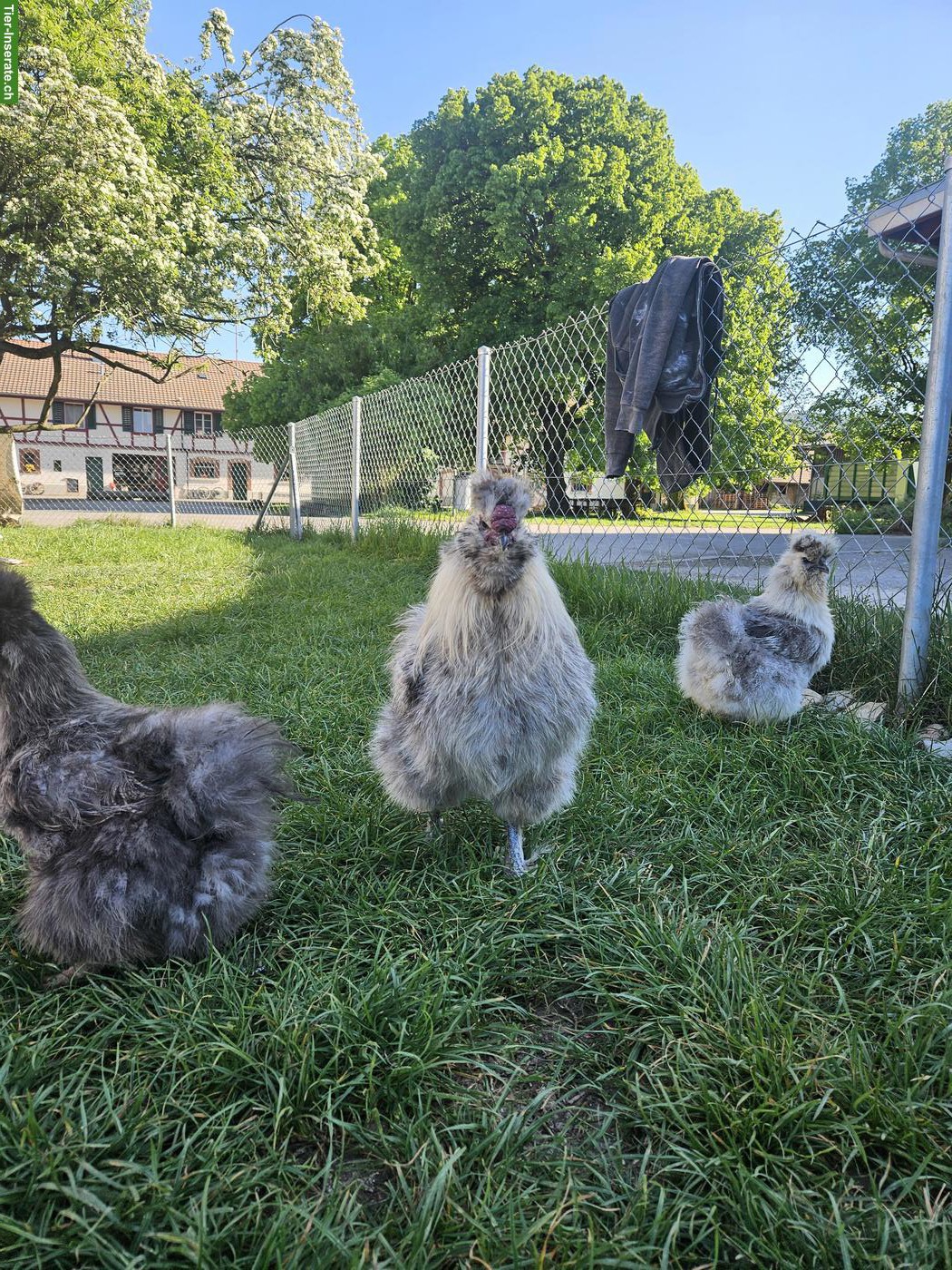 Bild 5: Seidenhuhn-Hahn (grosse Rasse) gratis abzugeben