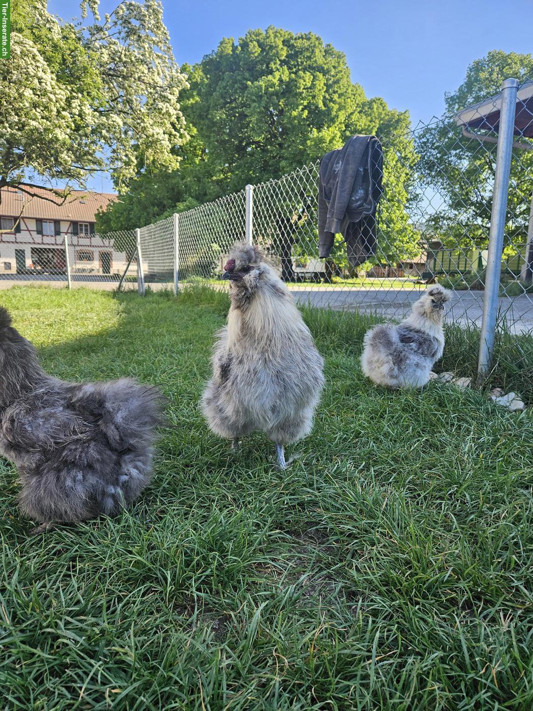 Bild 6: Seidenhuhn-Hahn (grosse Rasse) gratis abzugeben