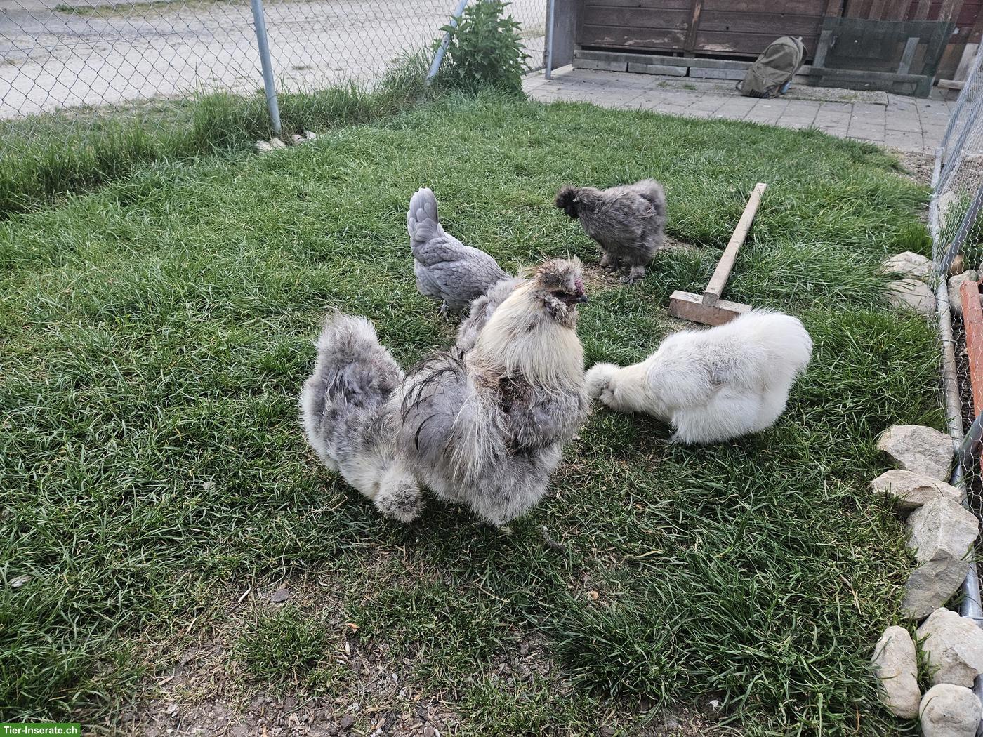 Bild 7: Seidenhuhn-Hahn (grosse Rasse) gratis abzugeben