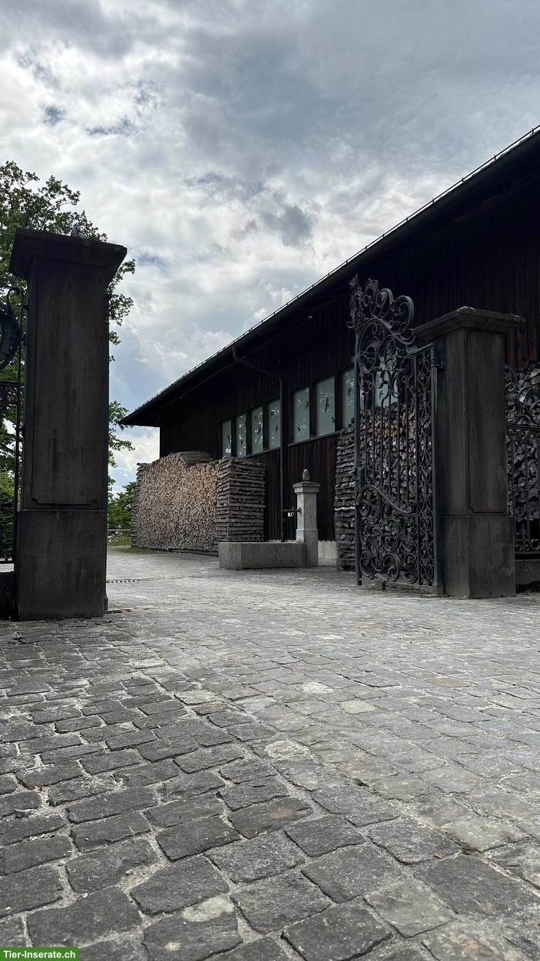 Bild 3: 2 Paddockboxen frei in 8472 Seuzach ZH