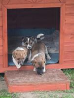 Jack Russell Terrier Welpe, weiblich, kurzbeinig