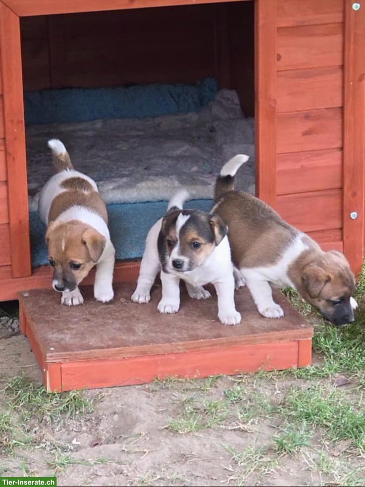 Bild 2: Jack Russell Terrier Welpe, weiblich, kurzbeinig