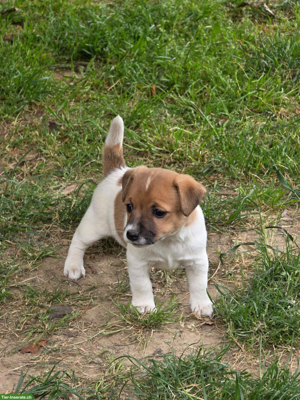 Bild 3: Jack Russell Terrier Welpe, weiblich, kurzbeinig