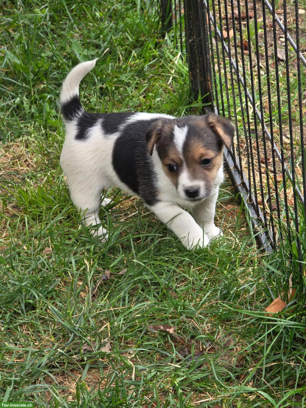 Bild 4: Jack Russell Terrier Welpe, weiblich, kurzbeinig