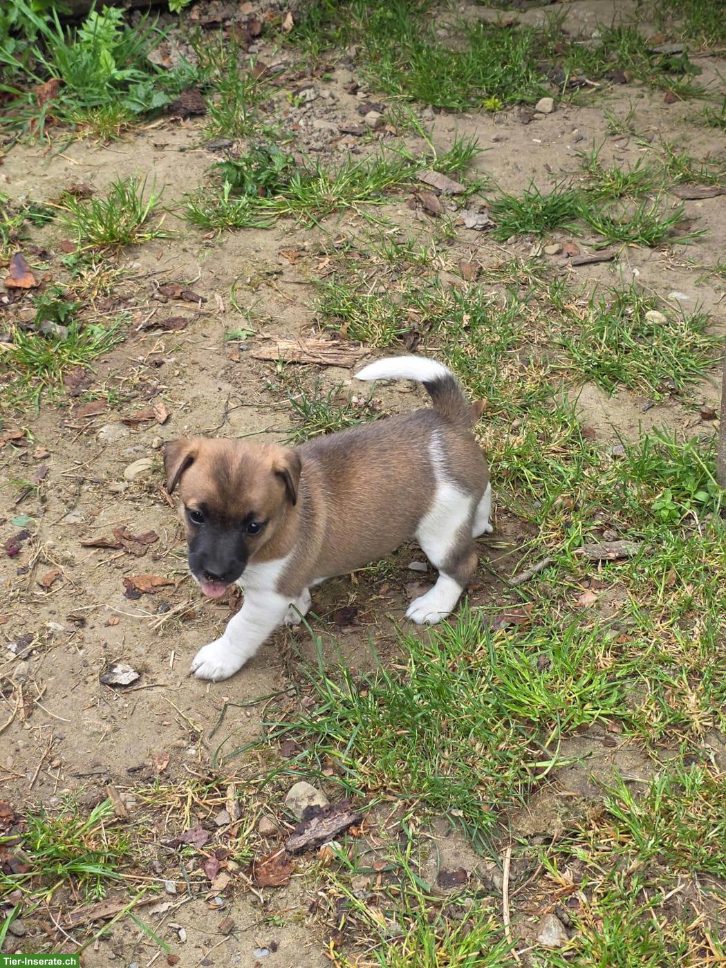 Bild 5: Jack Russell Terrier Welpe, weiblich, kurzbeinig