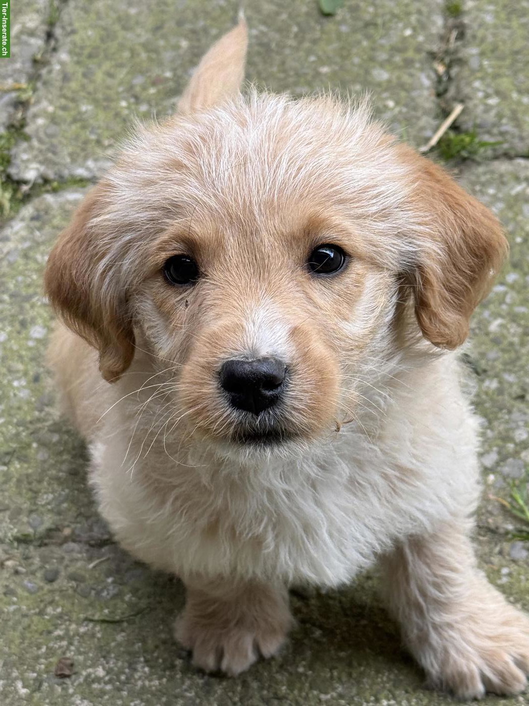 Labradoodle F1 Welpen mini/medium