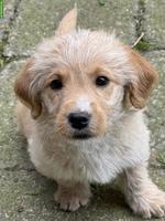 Labradoodle Welpen mini/medium