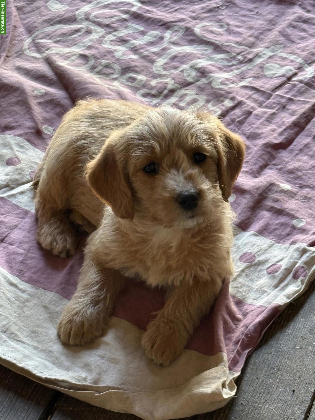 Bild 2: Labradoodle F1 Welpen mini/medium