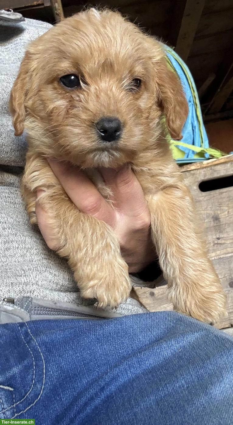 Bild 3: Labradoodle F1 Welpen mini/medium