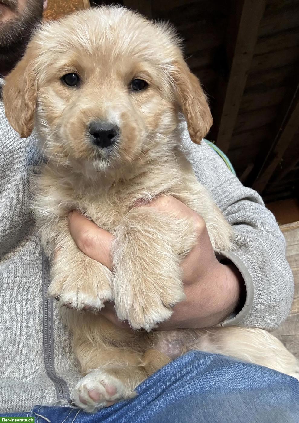 Bild 4: Labradoodle F1 Welpen mini/medium