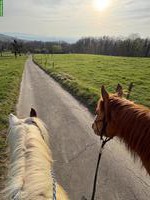 Pflegebeteiligung für Pferd & Pony, Nähe Schwarzenbach SG