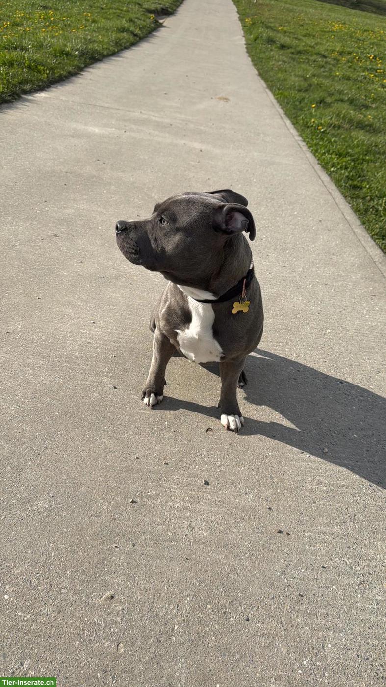Staffordshire Bullterrier Rüde, 10 Monate alt