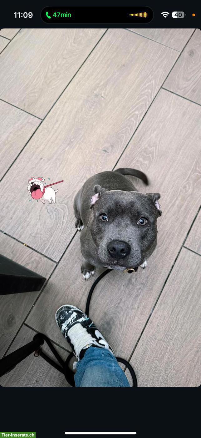 Bild 2: Staffordshire Bullterrier Rüde, 10 Monate alt