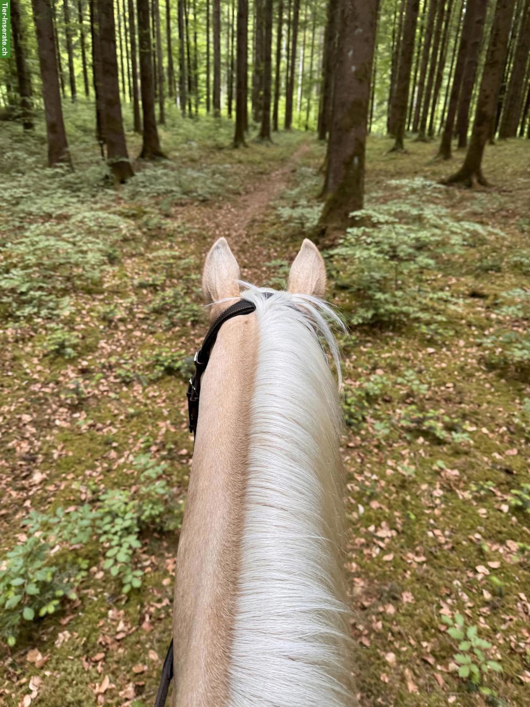 Reitbeteiligung in Schüpfen BE für Pony-Wallach