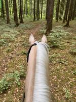 Reitbeteiligung in Schüpfen BE für Pony-Wallach