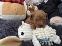 Maltipoo Welpen aus kontrollierter Liebhaberzucht