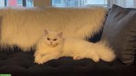 Zuchtkater / Deckkater, Perser x BLH, weiss mit blauen Augen