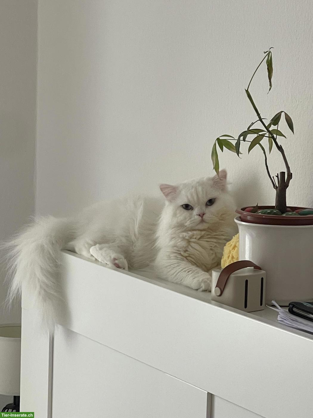 Bild 2: Zuchtkater / Deckkater, Perser x BLH, weiss mit blauen Augen