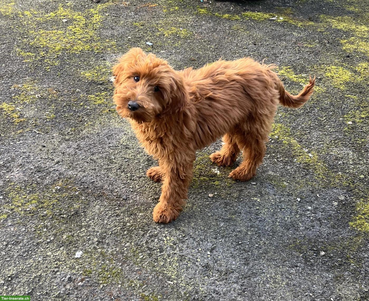 Maltipoo Hündin, nicht kastriert