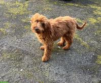 Maltipoo Hündin, nicht kastriert