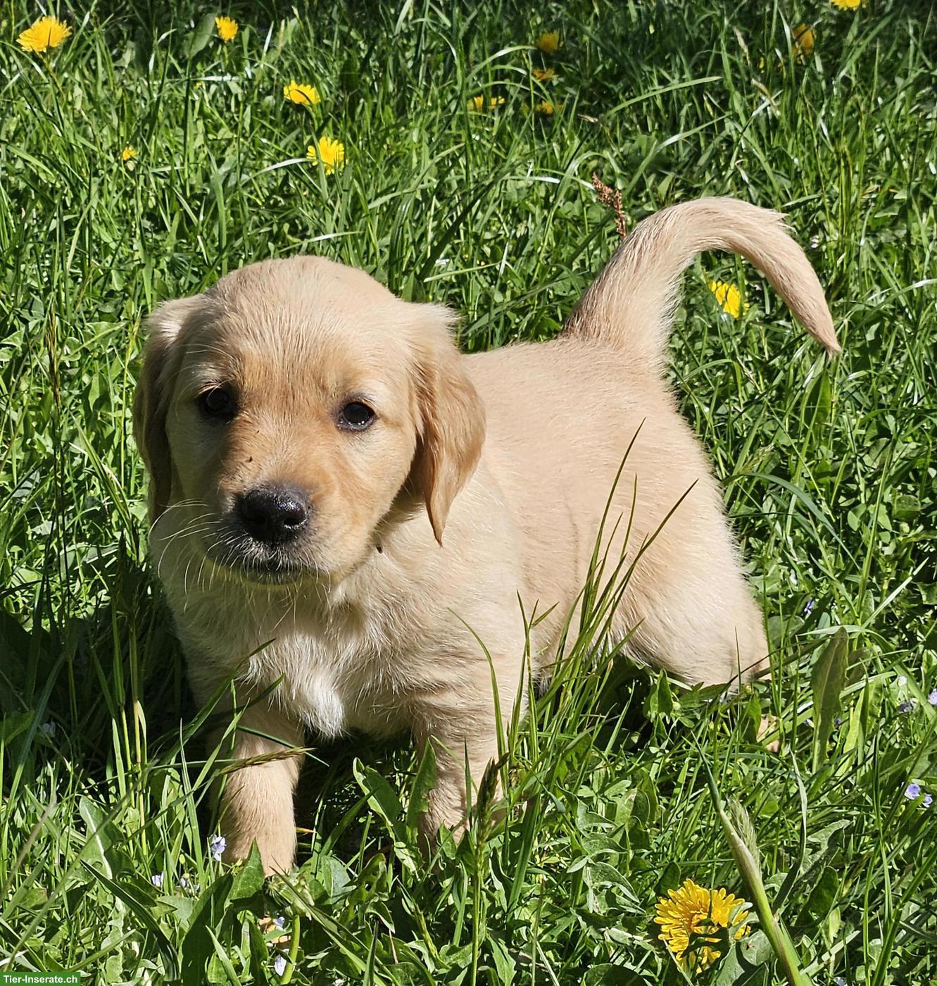 Golden Retriever Welpe (Rüde) zu verkaufen