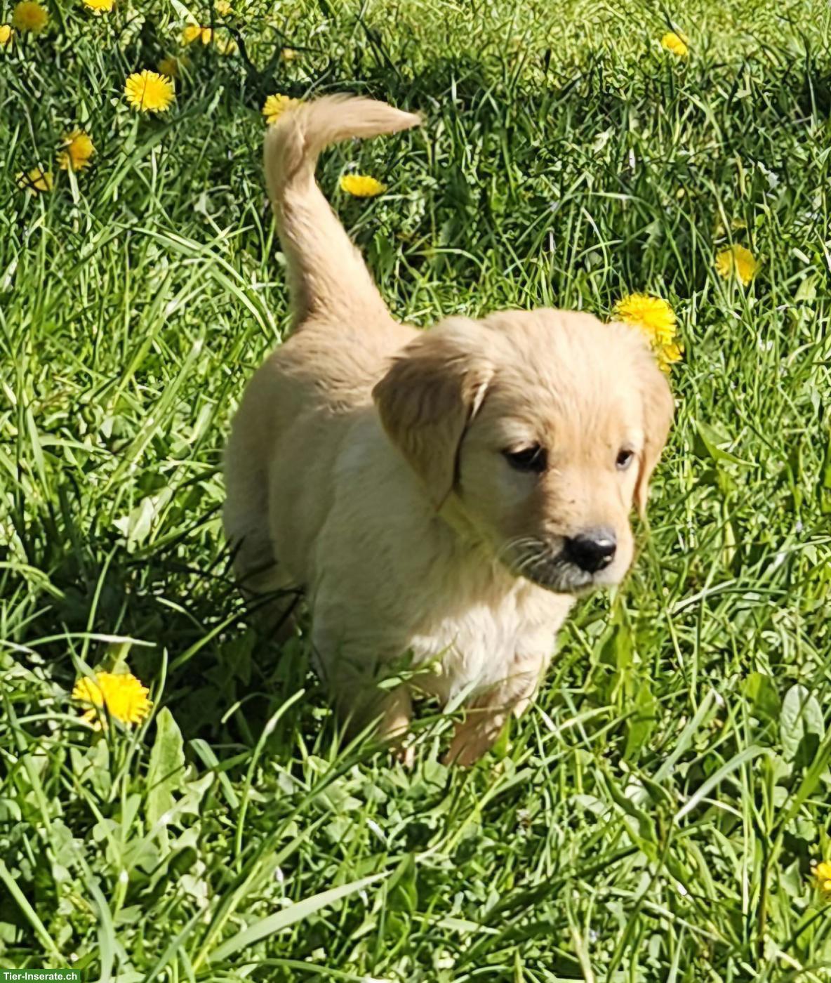Bild 2: Golden Retriever Welpe (Rüde) zu verkaufen