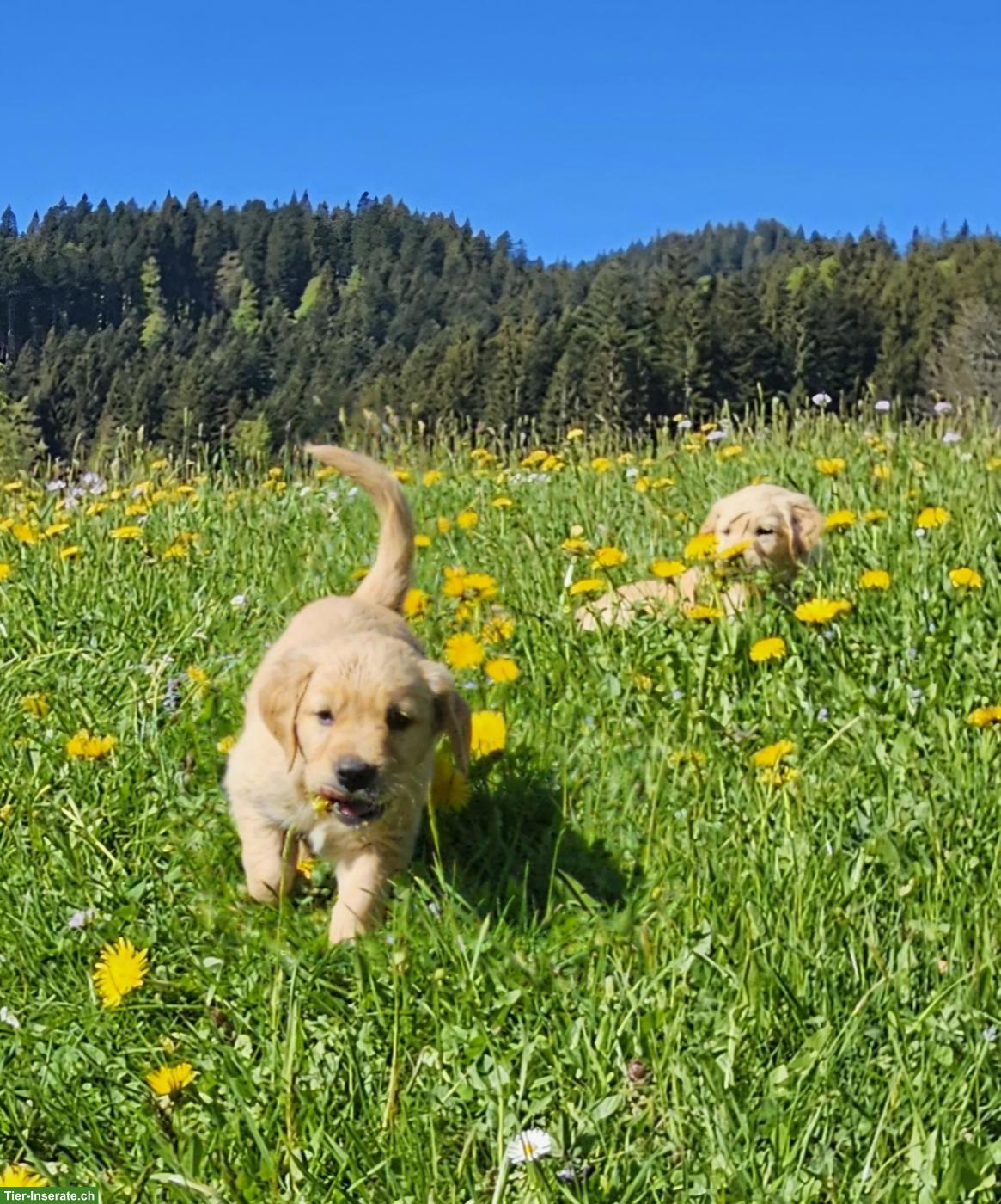 Bild 3: Golden Retriever Welpe (Rüde) zu verkaufen