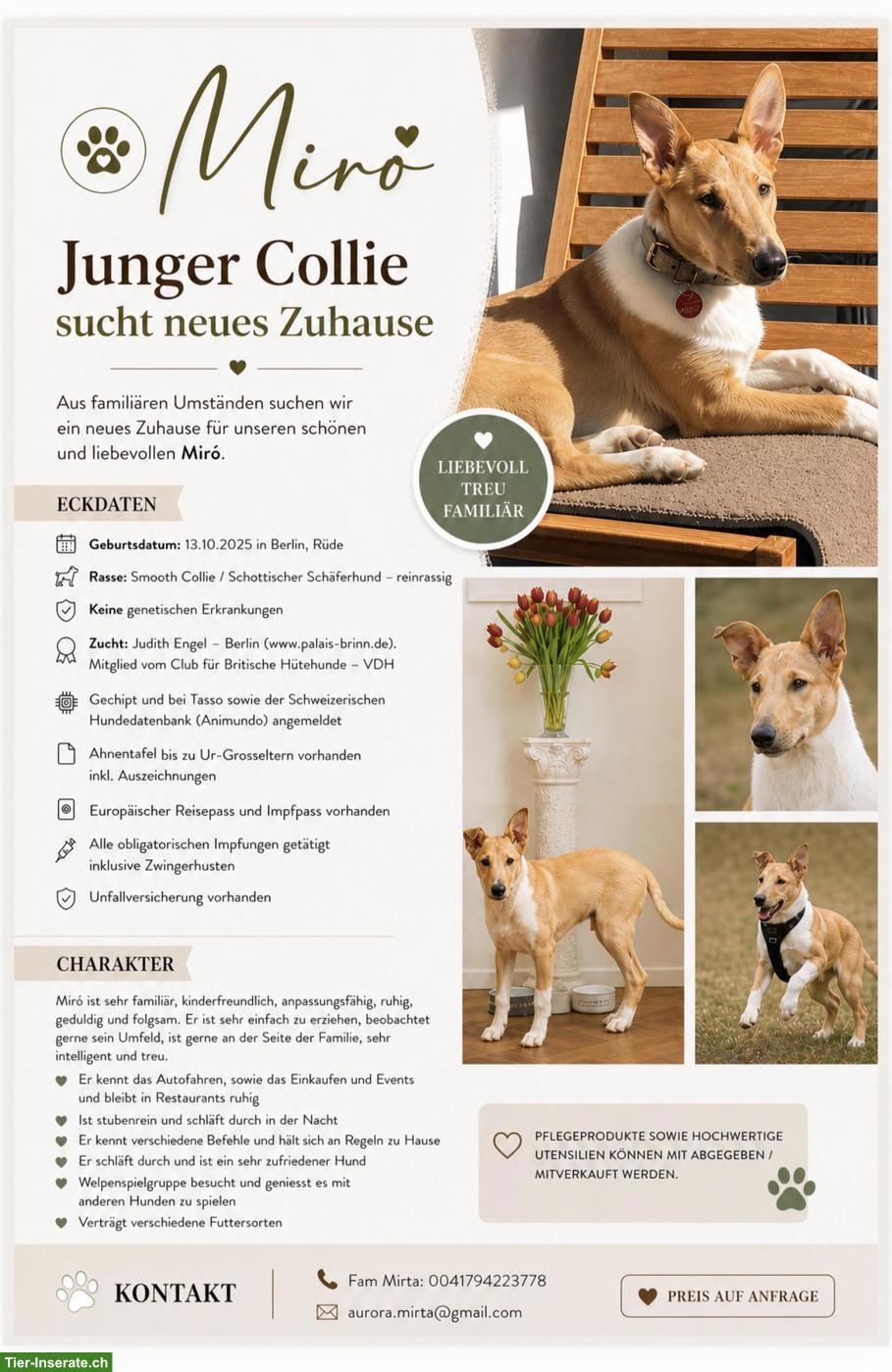 Bild 2: Kurzhaar Collie - wunderschöner, sportlicher, eleganter Rüde