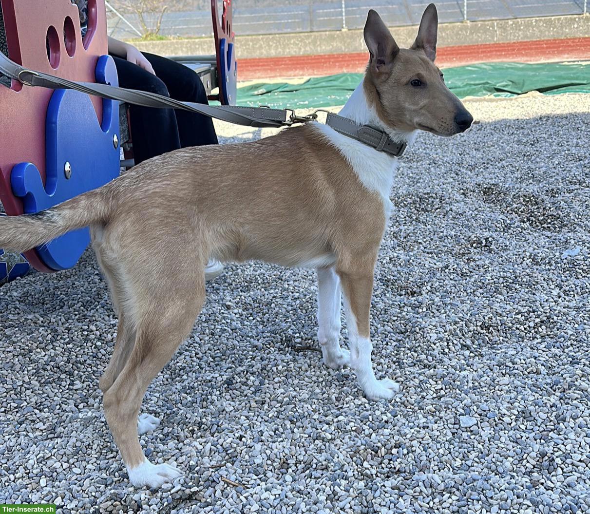 Bild 3: Kurzhaar Collie - wunderschöner, sportlicher, eleganter Rüde