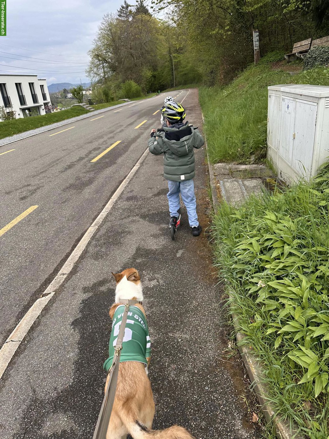 Bild 4: Kurzhaar Collie - wunderschöner, sportlicher, eleganter Rüde