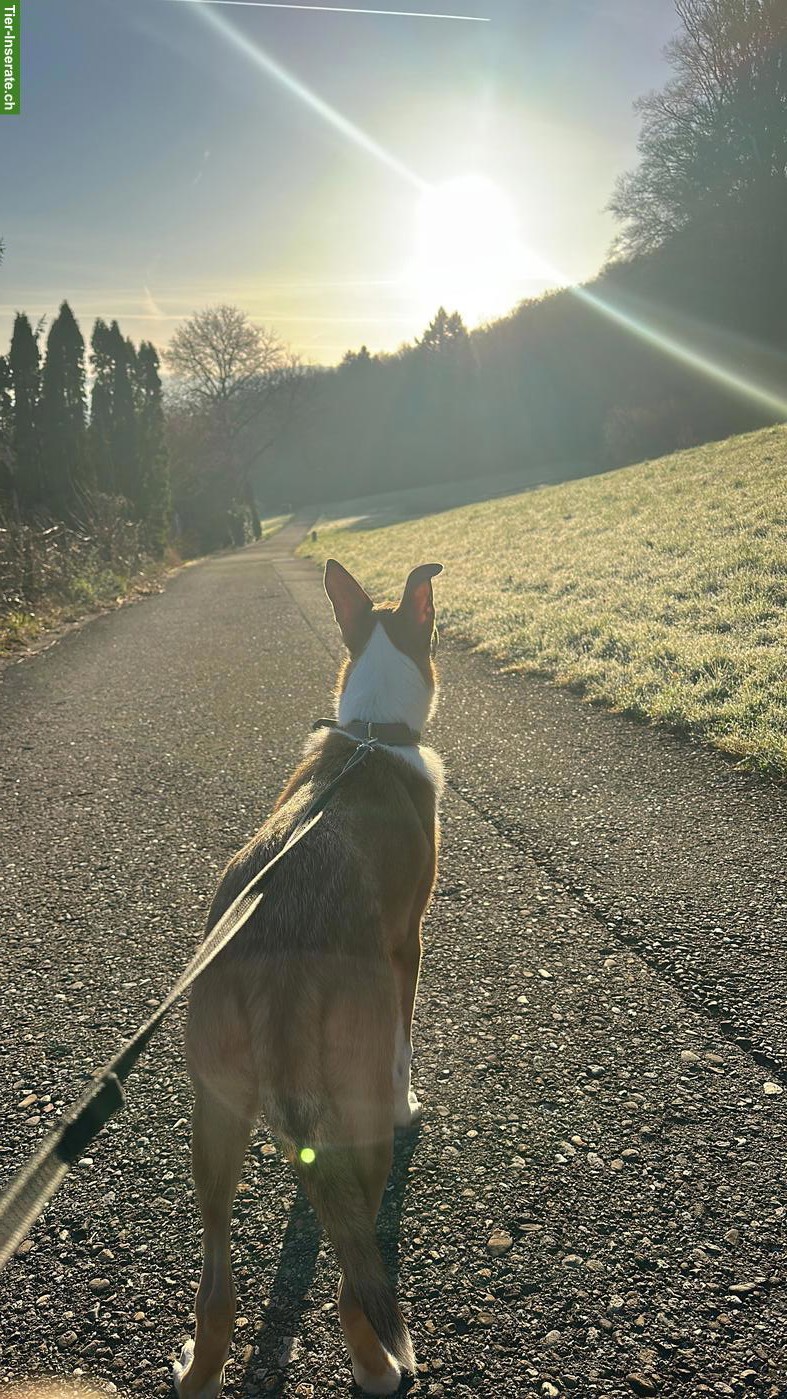 Bild 5: Kurzhaar Collie - wunderschöner, sportlicher, eleganter Rüde
