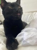Getigerter Kater & schwarze Katze suchen schönes Zuhause
