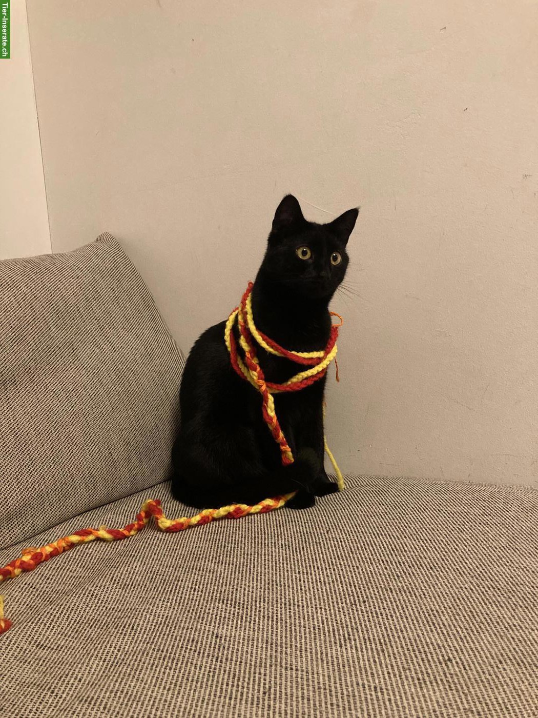 Bild 10: Getigerter Kater & schwarze Katze suchen schönes Zuhause