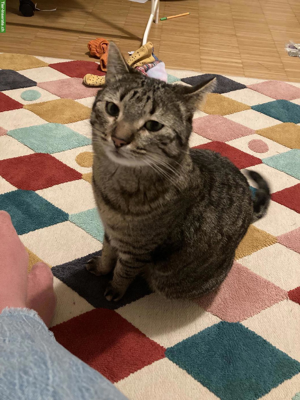 Bild 2: Getigerter Kater & schwarze Katze suchen schönes Zuhause