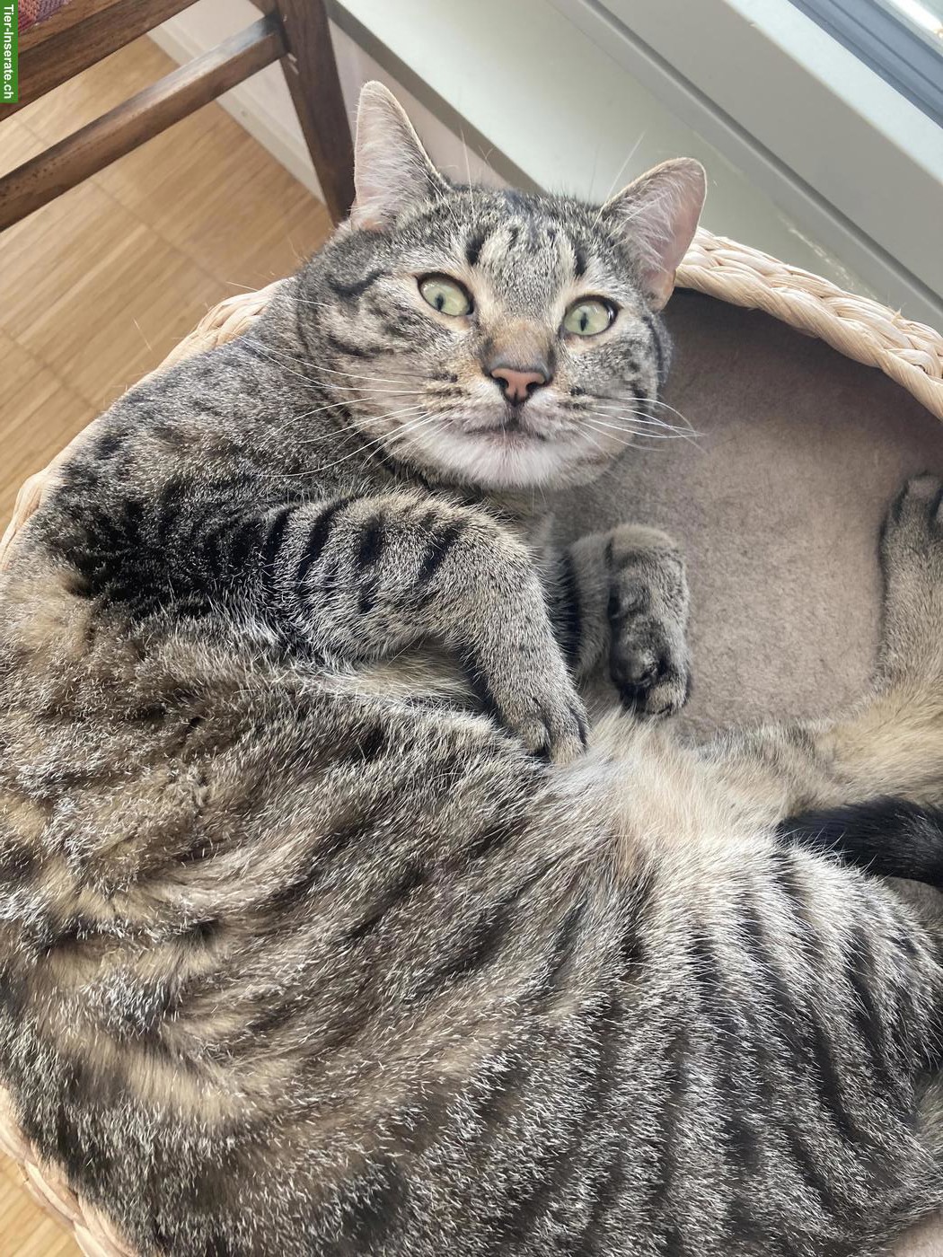 Bild 3: Getigerter Kater & schwarze Katze suchen schönes Zuhause